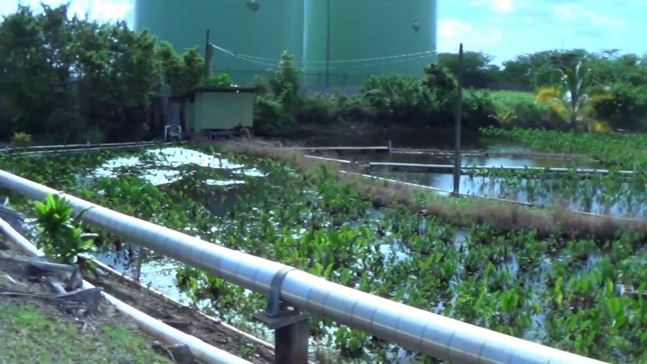 Pearl Harbor Bike Path YouTube