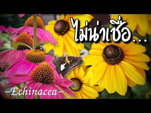 วีดีโอ: ดอกเอชินาเซีย purpurea