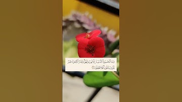 وما الحياة الدنيا إلا لعب ولهو وللدار الآخرة خير للذين يتقون - القارئ محمد طاهر - سورة الأنعام 🌱