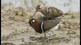 mp4 suara burung pelung sawah berkik