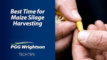 Best Time for Maize Silage Harvesting | PGG Wrightson Tech Tips