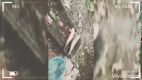 Ông Thịnh Vlogs: Trải nghiệm bắt cá lóc, ốc, tôm, cua ở miệt vườn Cồn Sơn, Cần Thơ