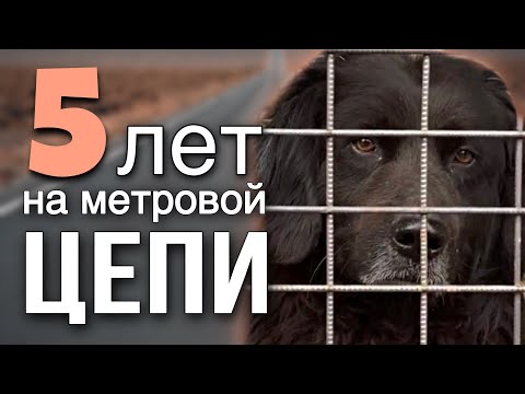 Ретривер 5 лет жил на метровой цепи и думал, что его зовут «ска» | Гранд