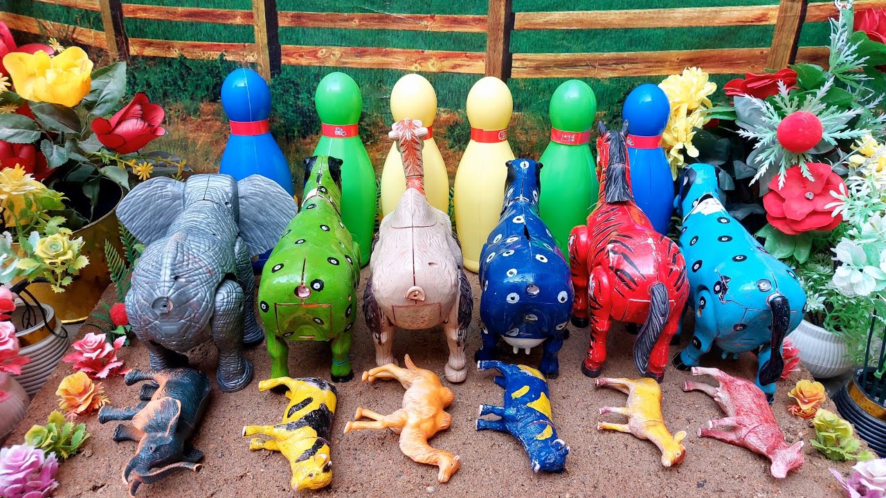 WADIDAU‼️PROSES‼️POTONG SAPI‼️KURBAN‼️Sapi videos