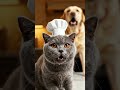 Hungry Dog vs. Greedy Chef Cat! 🐶🐈‍⬛