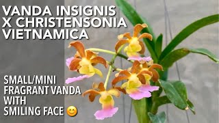 Download lagu VANDA INSIGNIS X CHRISTENSONIA VIETNAMICA | Small/Mini Fragrant Vanda | Vanda Orchid in Bloom
