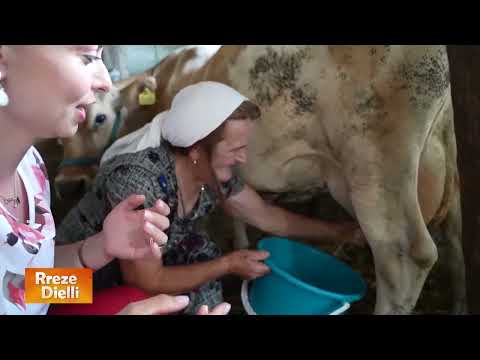 Video: Makineri e mjeljes së lopës. Makina mjelëse shtëpiake për lopë: komente, çmime