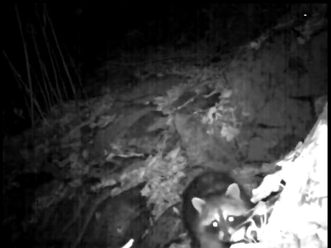 ენოტი ლაგოდეხის დაცულ ტერიტორიებზე