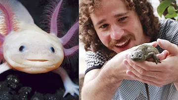 ¿Es raro el axolotl en la vida real?