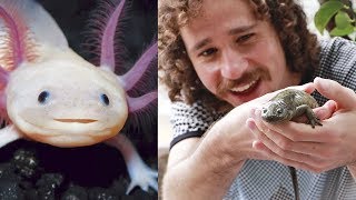 This strange little animal is becoming extinct | AXOLOTL