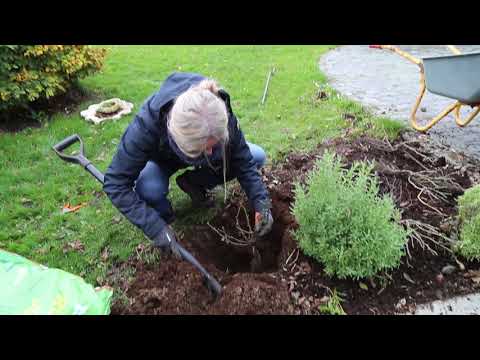 Video: Hvordan Plante Roser