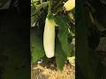 বেগুন তাও আবার সাদা রঙের!!😱🍆. #shorts #garden #freshly #eggplant #plants #viral #care