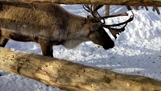 Парк дикой природы🌲🌲🌲Долина водопадов🏞️🌞Карелия🌲🌲🌲