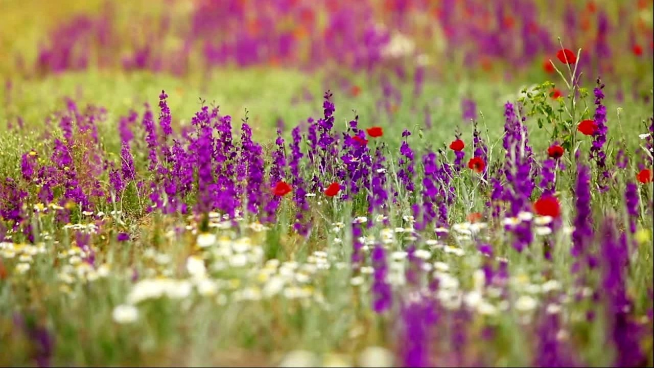 1 Hour Wildflower Meadow in Summer | Real Nature Sounds for Relaxation, Focus & Sleep