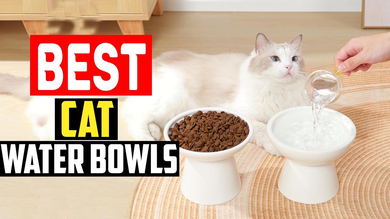 Top 5 Best Cat Water Bowls, Tested With Real Cats in 2025