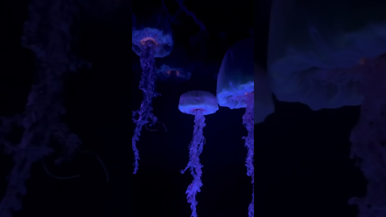 Fat Testing The Seas with Nemo & Friends at EPCOT in Disney World for Plus Size Riders