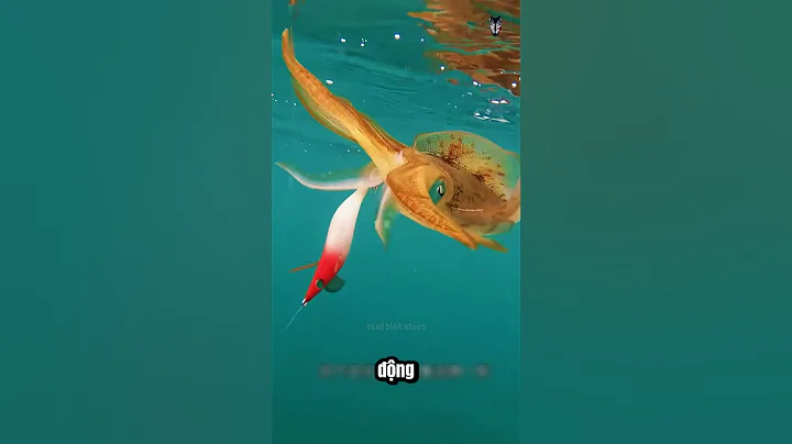 Giải Mã Dây Chuyền Câu Mực Tự Động Trên Biển!