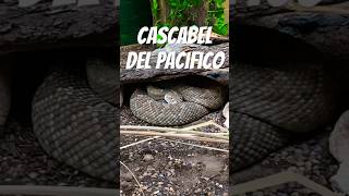 Cascabel Del Pacifico #noecillo #leonguanajuato #zooleon