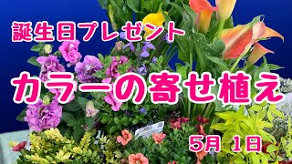 カラーで華やかな寄せ植えお誕生日プレゼント　#プランツギャザリング