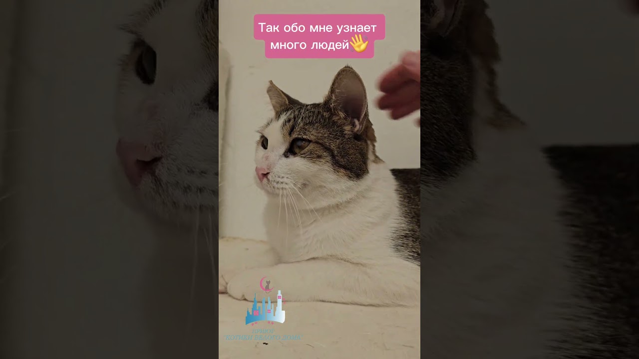 Санта ищет дом. Приют в Кудрово нуждается в помощи