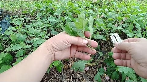 Cách Nhân Giống Hoa Cúc Rủ Vàng Mai