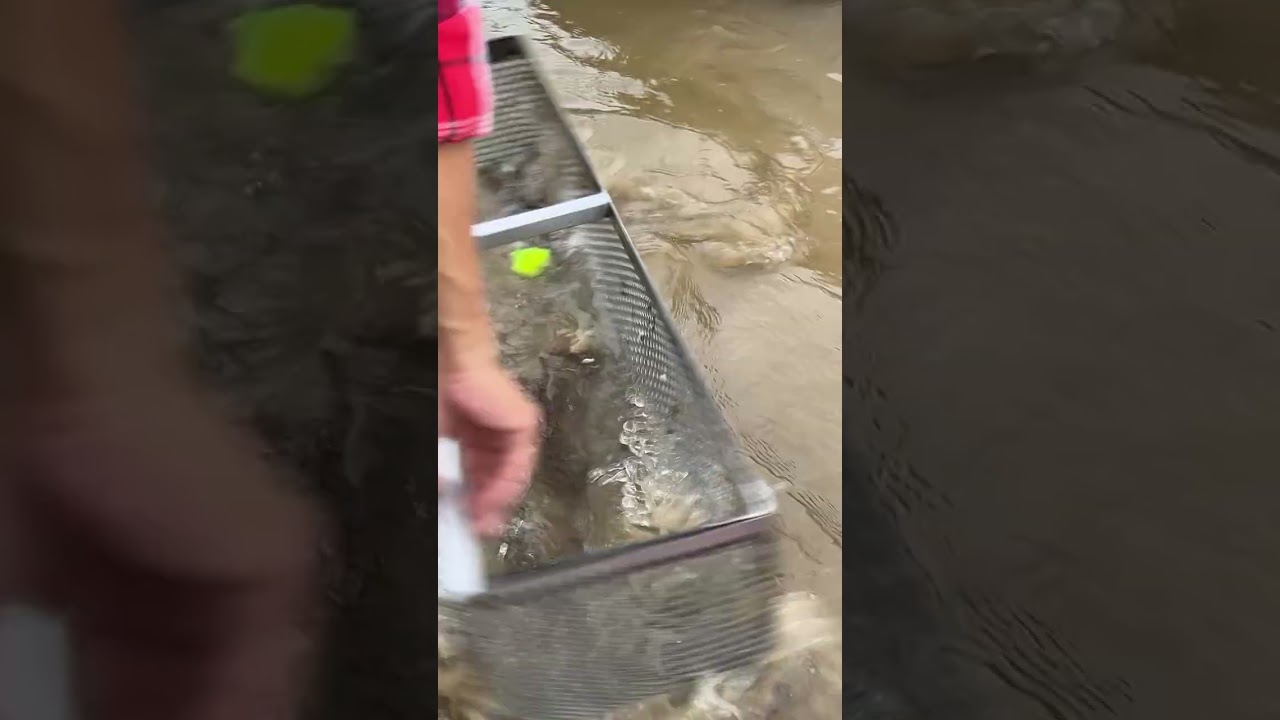 Hidden Treasure Under Gravel & Sea – I Don’t Know What This Is