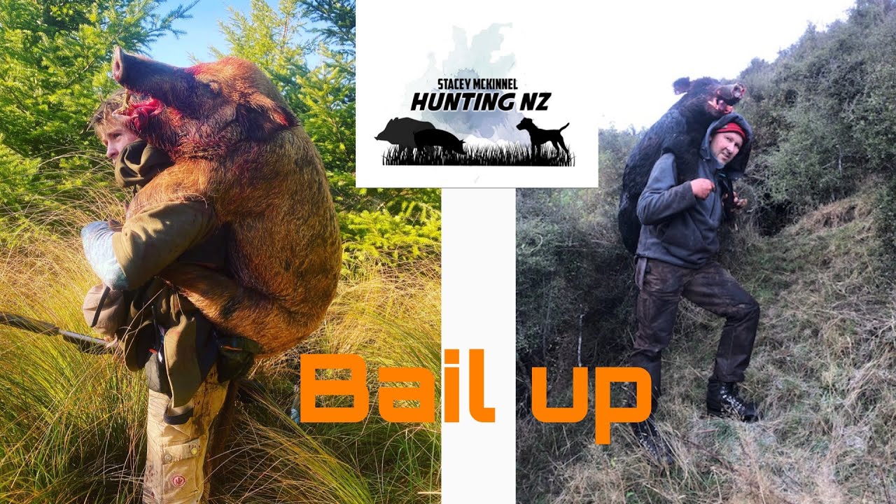 165 pound boar bail up /Pig Hunting Nz/ 3km find - YouTube