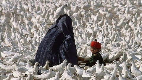 Middle east - Pettra