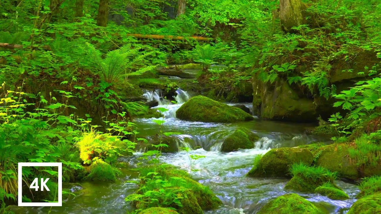 Gentle Forest Stream & Morning Birdsong | Relaxing Nature Sounds for ...