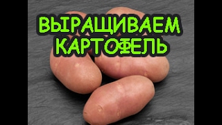 Готовимся выращивать картофель.