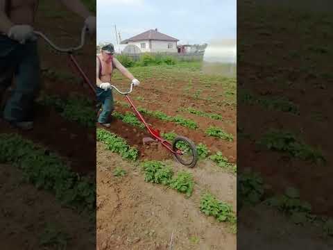 Vídeo: Desherbat de l'hort: com desherbar el jardí