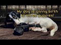 Part 2: Dachshund giving birth! | Dog giving birth to three puppies! | what to expect? What to do?