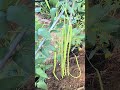Yardlong beans at garden Ibaraki Japan 26.07.2025 #gardening #garden #farming #vegetables