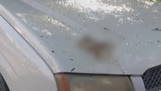 Temple resident continues to attack neighbors car with human feces