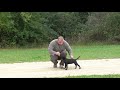 2-month-old Staffordshire Bull Terrier "Debbie" - obedience training