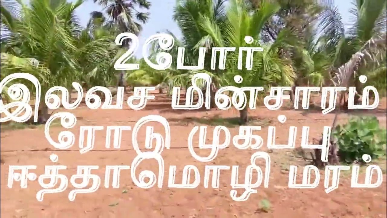 3 ஏக்கர் தென்னை தோப்பு | 250 மரங்கள் | 2 போர் | இலவச மின்சாரம்