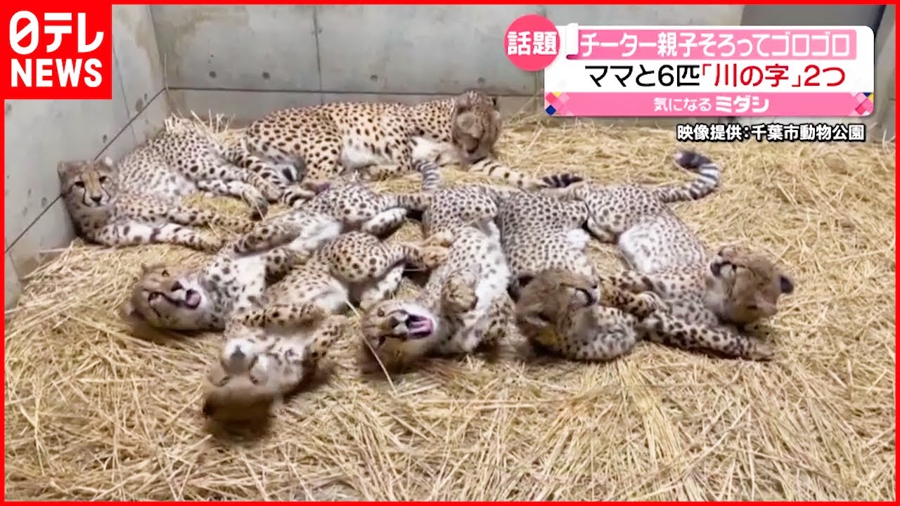 チーター 母親と６匹の子ども 仲良く 川 の字でゴロゴロ Youtube