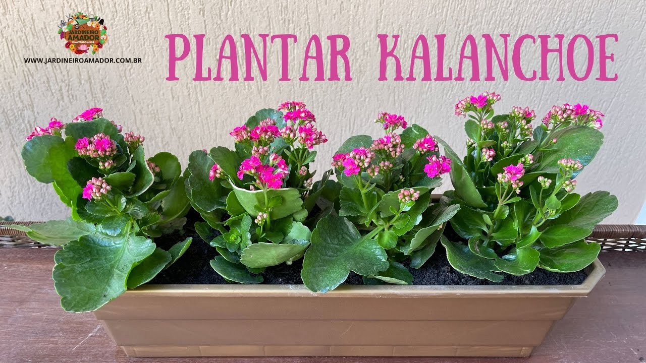 Como plantar kalanchoe numa jardineira grande👩‍🌾 - thptnganamst.edu.vn