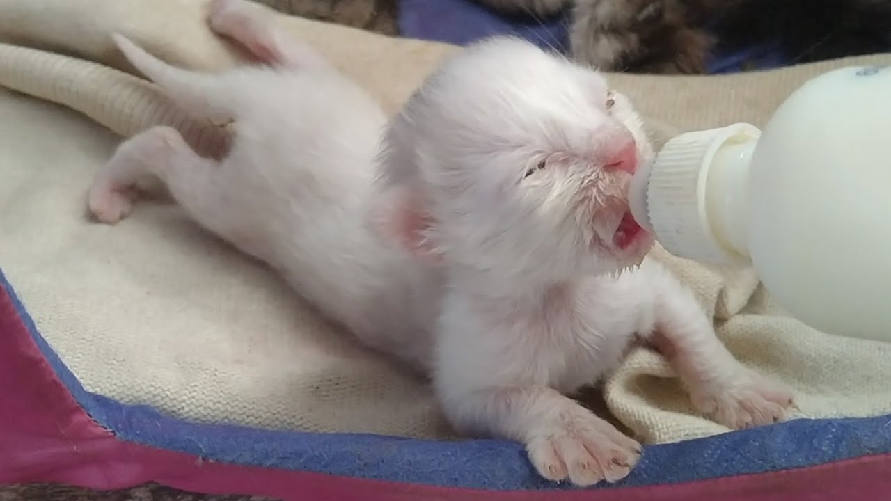 Newborn Rescue Kittens Got Eye Infection Mom Might Have Worms And newborn-rescue-kittens-got-eye-infection-mom-might-have-worms-and