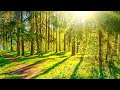Relaxation music for deep relaxation | Piano nature forest noises birds | Music to relax