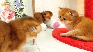 Not a second to rest for kittens - games, adventures and new encounters screenshot 4