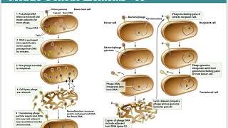 BIOL 2420   Chapter 9
