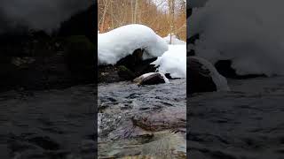 free nature video