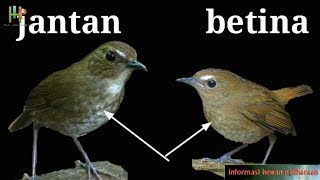 Cara membedakan burung jongkangan/cingcoang jantan dan betina