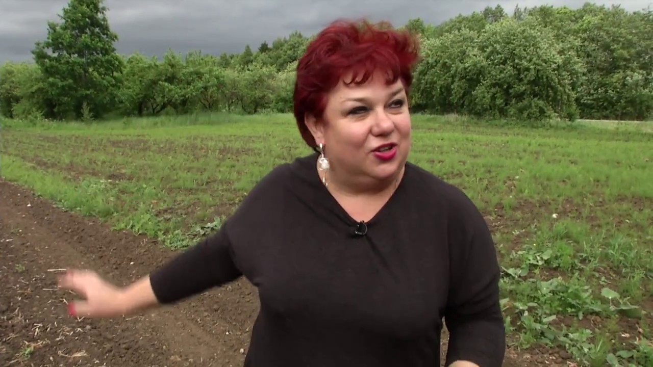 Skinsiu raudoną rožę: SMIDRAI - vitaminų bomba Jūsų daržuose (2017 07 01)