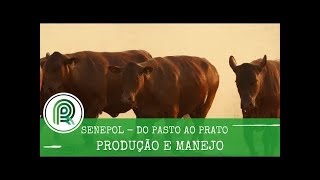 Veja o 1º episódio de Senepol - Do Pasto ao Prato