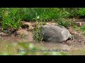 Wildlife Of Iran Mesopotamian Softshell Turtle حیات وحش ایران لاکپشت فراتی