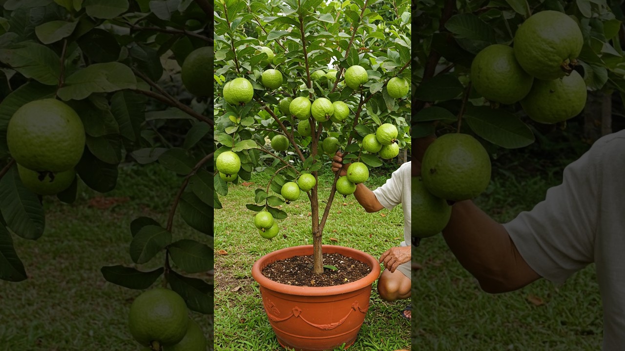 🌿Вырастить гуаву проще, чем вы думаете! #гуава #садоводство
