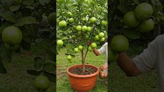 🌿How to Grow Guava Tree Is EASIER Than You Think! #guavatree #gardening