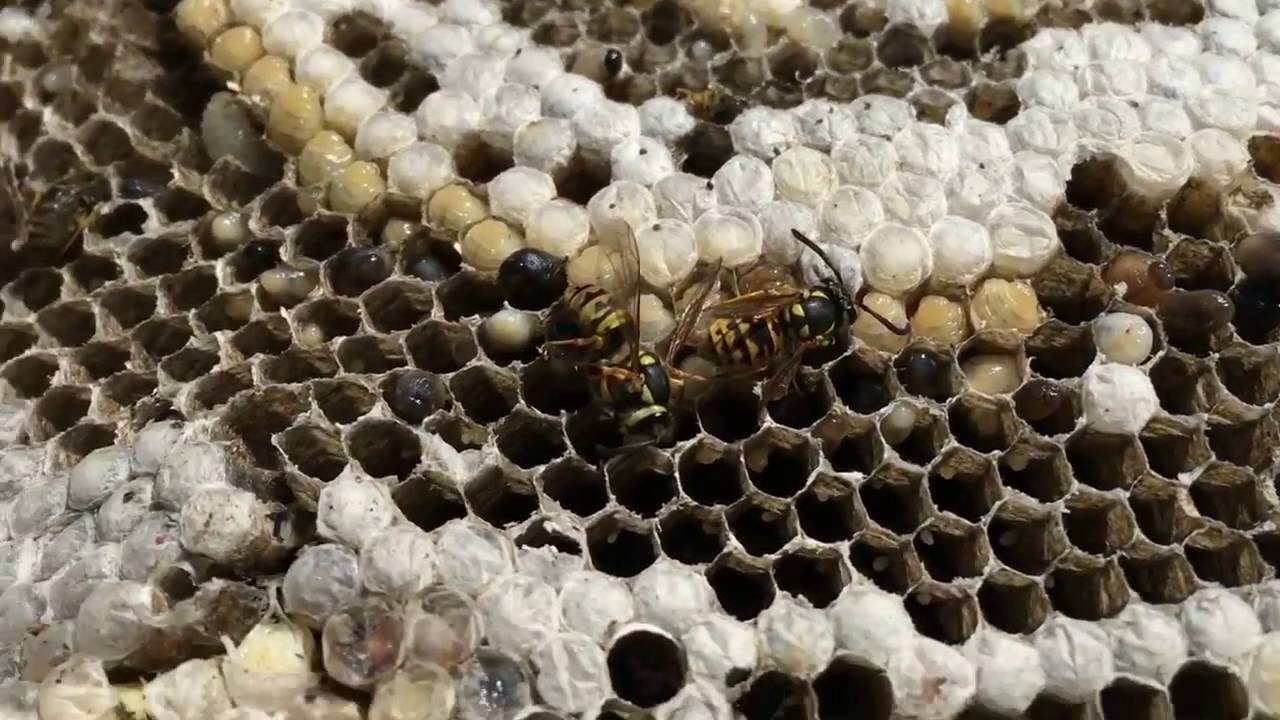 SPETTACOLARE ENORME NIDO DI VESPA - YouTube